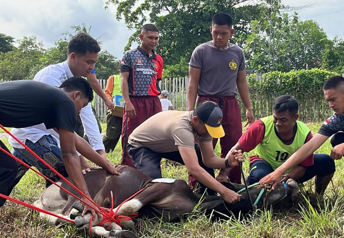 Hari Raya Idul Adha 1445 H, Kapolres Polman Pimpin Pemotongan Hewan Qurban