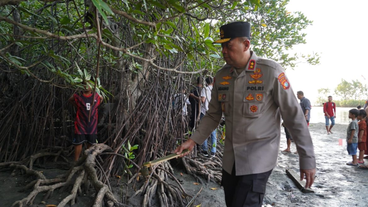 Kapolda Sulbar Hadiri Pelepasan Ribuan Anak Kepiting Di Sumare, Dorong Pelestarian Ekosistem Mangrove