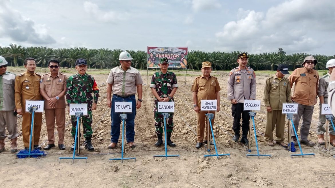 Penanaman Jagung Serentak 1 Juta Hektar Di Kabupaten Pasangkayu