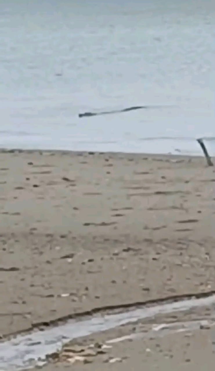 Viral.. Di Medsos Buaya Muncul Di Laut, Warga Kelurahan Baras Diminta Berhati-hati.!