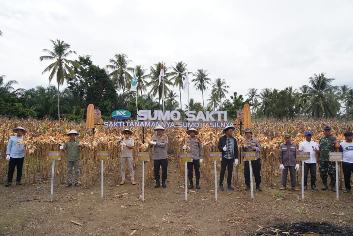 Kapolda Sulbar Turun ke Ladang: Dorong Ketahanan Pangan Lewat Panen Raya dan Expo Jagung di Tommo