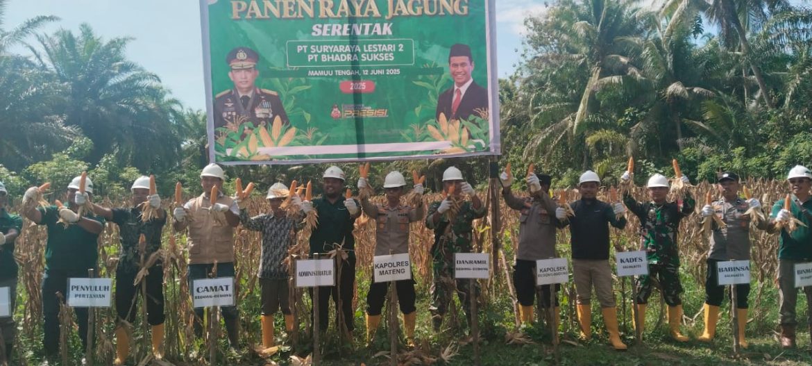 Panen Perdana Jagung, SRL2 dan BDS Tegaskan Komitmen terhadap Ketahanan Pangan Nasional