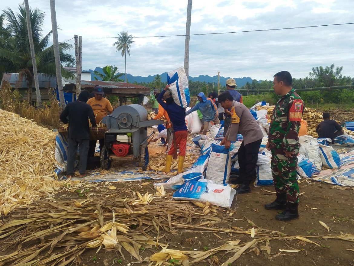 Bersama Petani, Aparat TNI-Polri Kawal Panen Jagung Demi Ketahanan Pangan