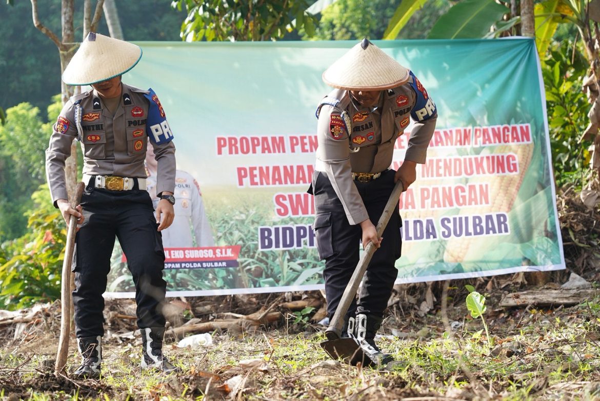Propam Polda Sulbar Tanam Jagung, Dukung Ketahanan Pangan