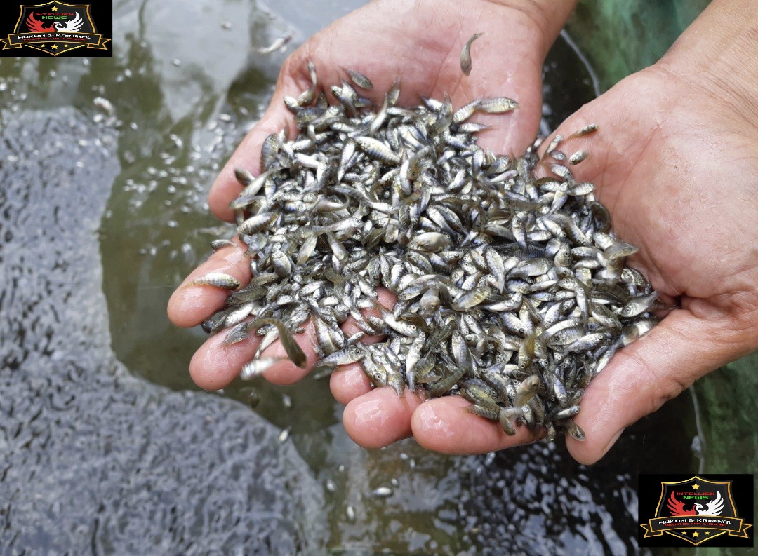 Rp 899 Juta Digelontorkan! DKP Aceh Barat Genjot Produksi Ikan Konsumsi.