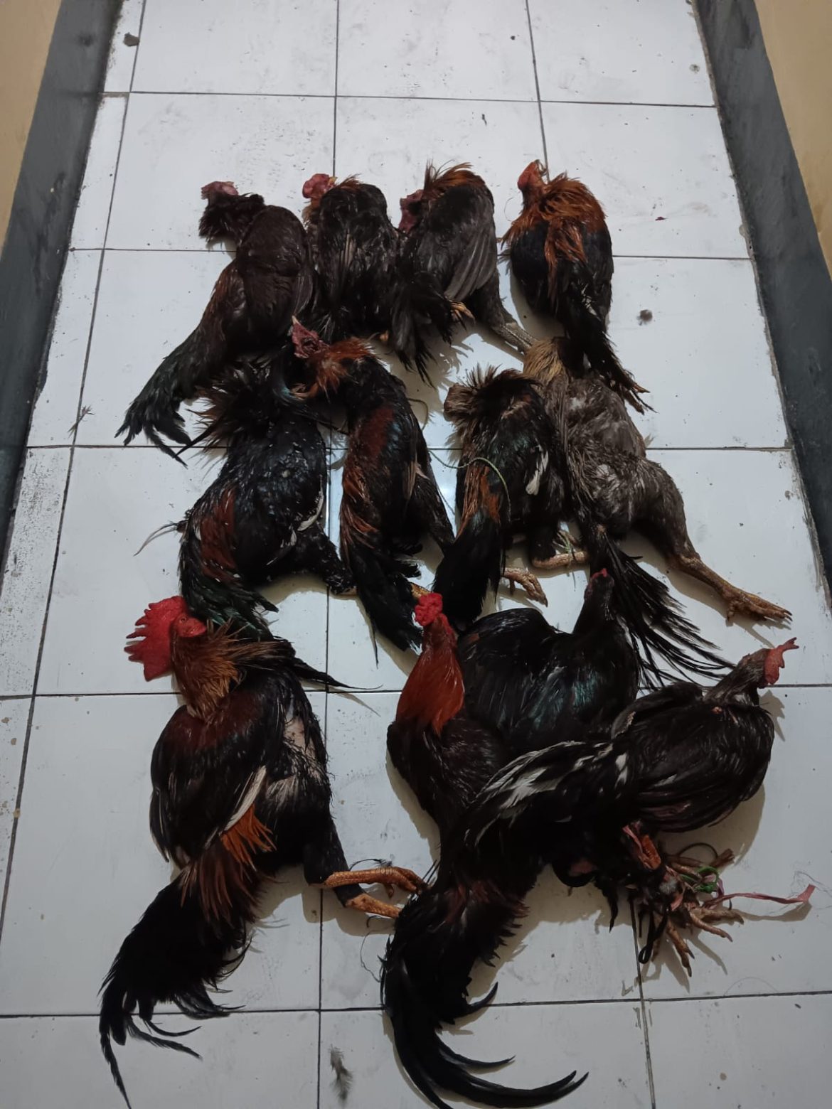 Bubarkan Judi Sabung Ayam, Polsek Biringkanaya Berhasil Amankan Tiga Orang Pelaku Beserta BB