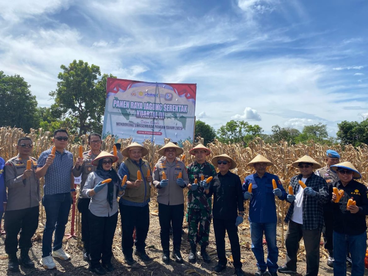 Sidrap Teguhkan Ketahanan Pangan Nasional lewat Panen Raya Jagung Kuartal III