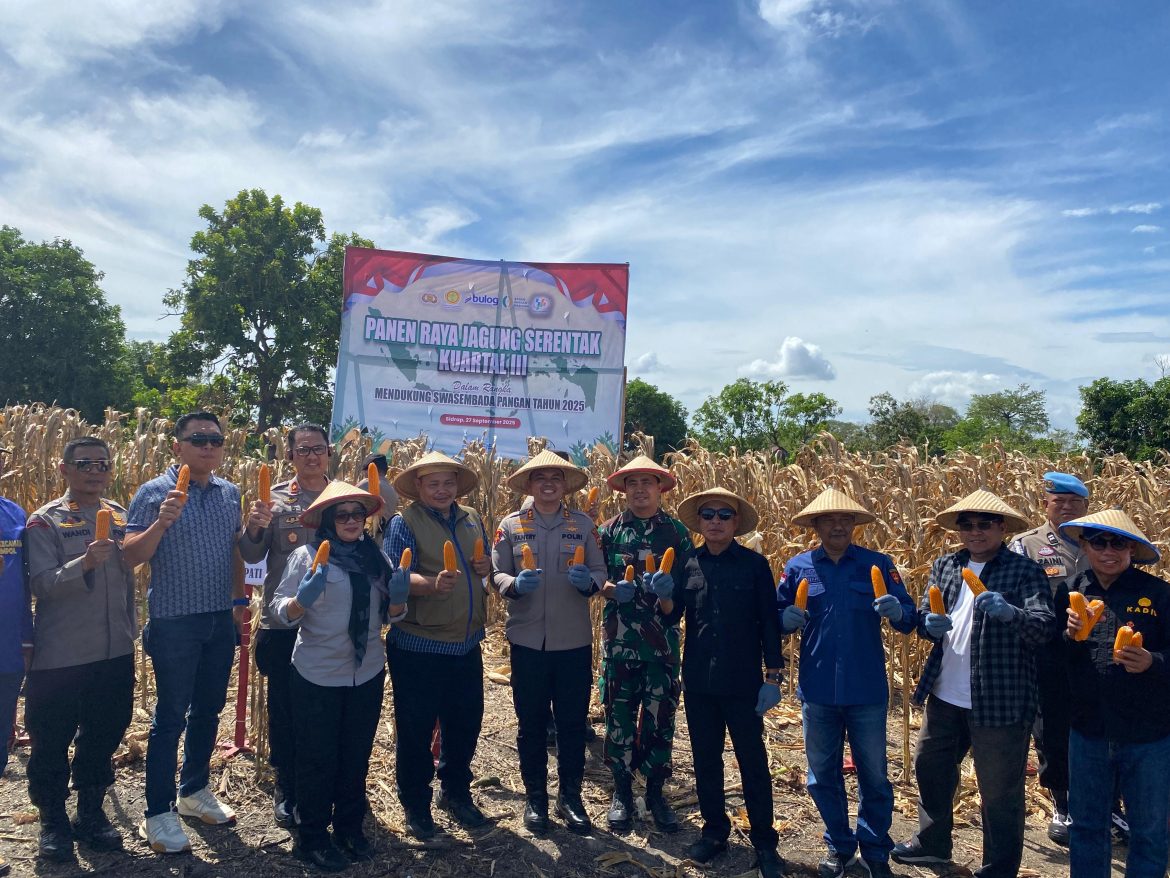 Sidrap Teguhkan Ketahanan Pangan Nasional lewat Panen Raya Jagung Kuartal III